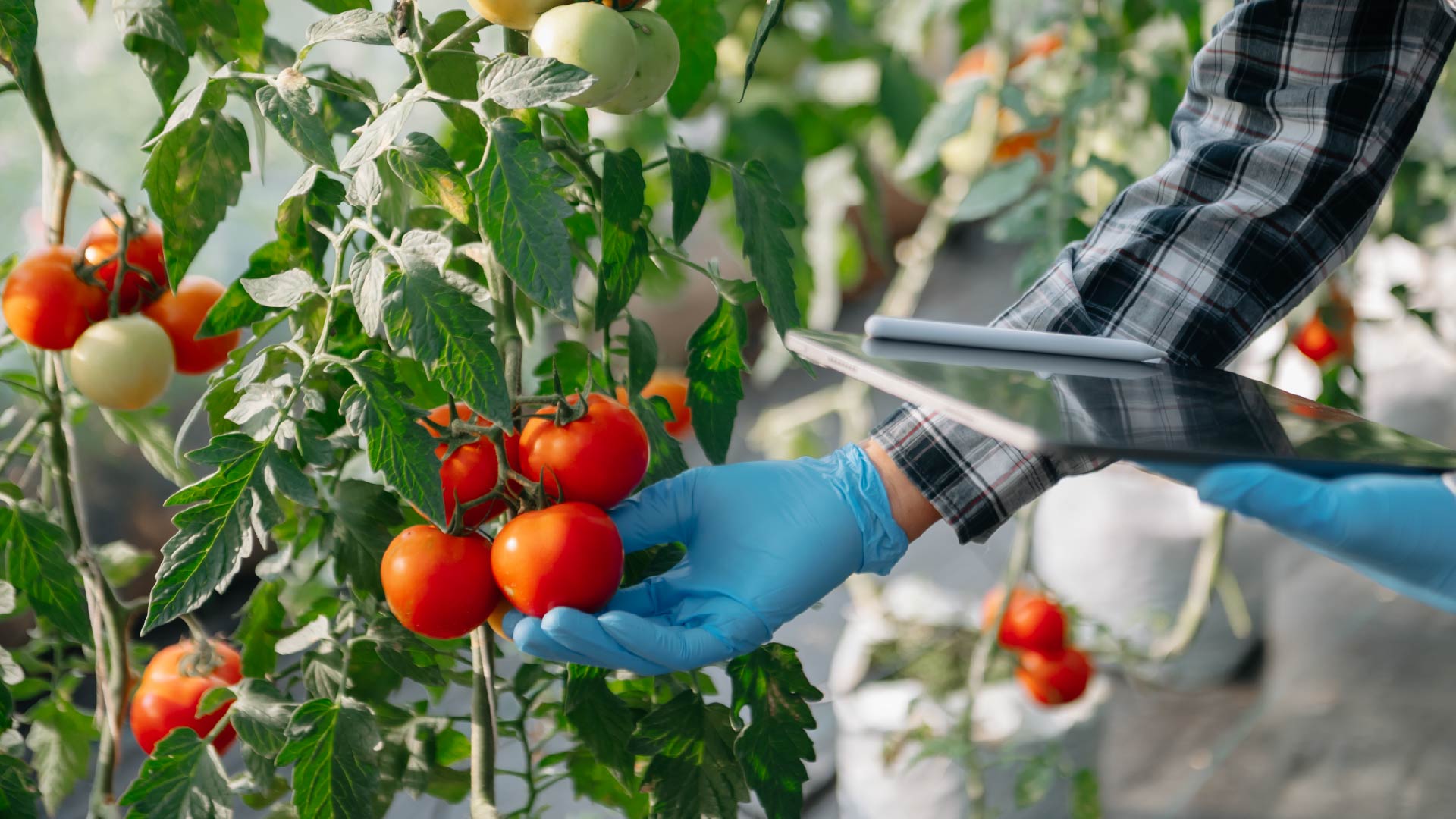 Sustainable Agrosystems for Quality Mediterranean Foods