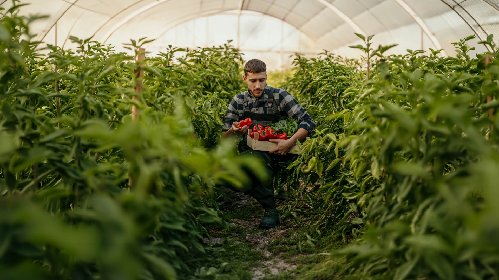 Sustainable Agrosystems for Quality Mediterranean Foods
